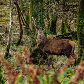 Deer in the forest by Fotostudio Huonker