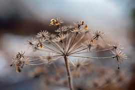 Winterblüte 2 von t.ART