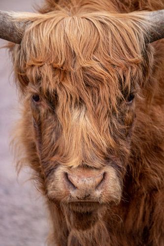 Scottish highlander in park Vogelenzang in Spijkenisse