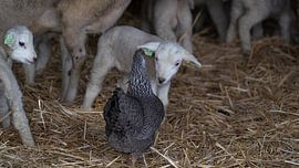 Hello there, who are you? by Tina Linssen