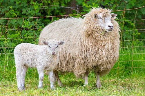 Long-haired sheep and newborn lamb are standing together in the meadow