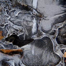 frozen leaf2 van Piotr Kutolowski