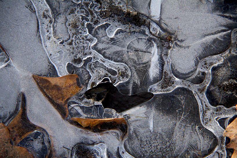 frozen leaf2 by Piotr Kutolowski