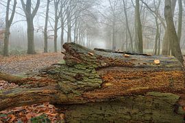 Gegenüberliegende Bäume von Cees van Gastel