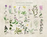Tuinplanten voor bijen van Jasper de Ruiter thumbnail