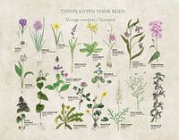 Garden plants for bees