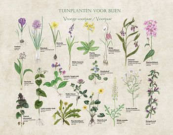 Garden plants for bees