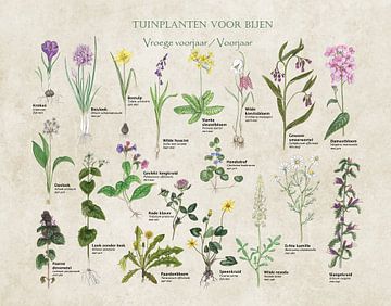 Gartenpflanzen für Bienen von Jasper de Ruiter