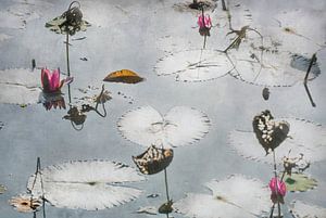 Fleurs de lotus sur l'eau
