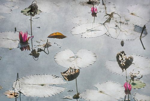 Lotus flowers on the water