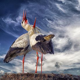 Klepperende ooievaars op nest von John Dekker