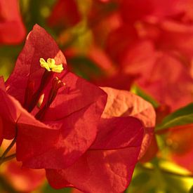 Bougainvillea van Violetta Honkisz