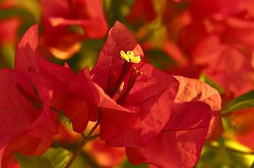 Bougainvillea van Violetta Honkisz