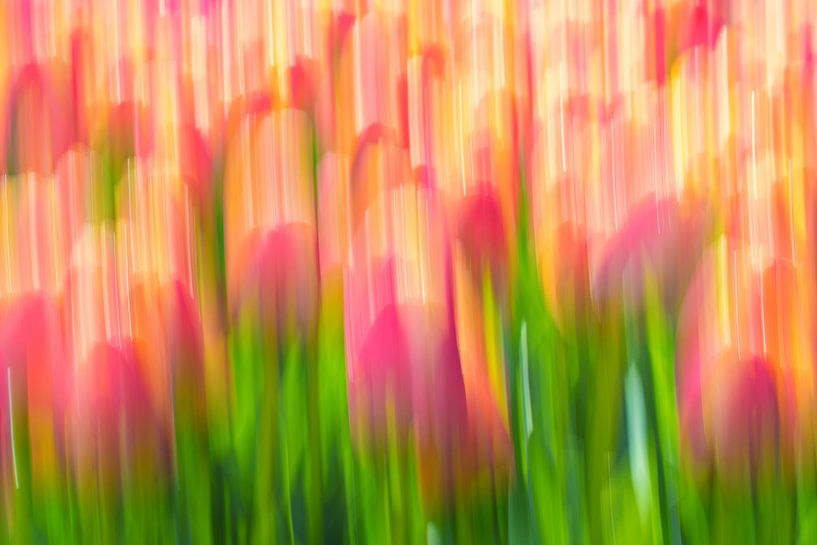Tulips by Vincent van Adrichem