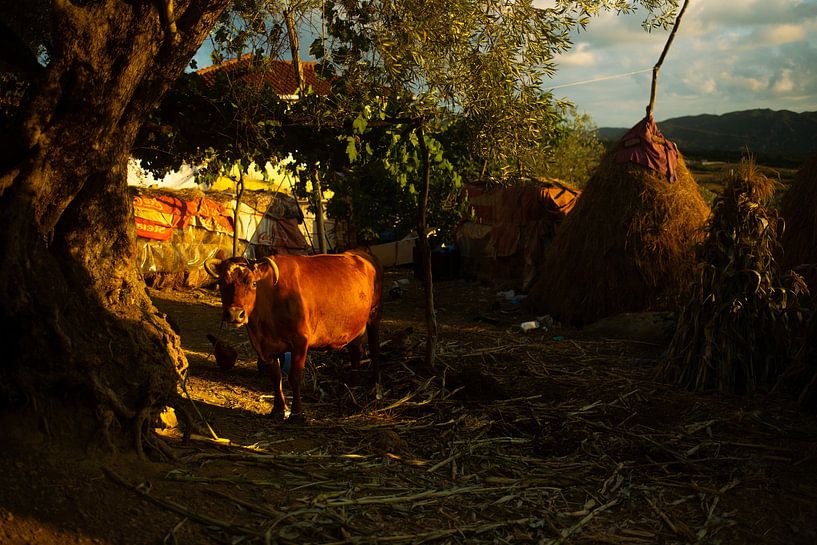 campagne Albanie par jonathan Le Blanc
