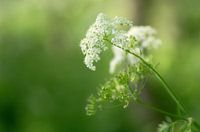 Wit op groen