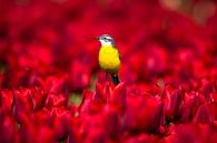 Gele kwikstaart in tulpenveld van Christien van der Veen Fotografie thumbnail