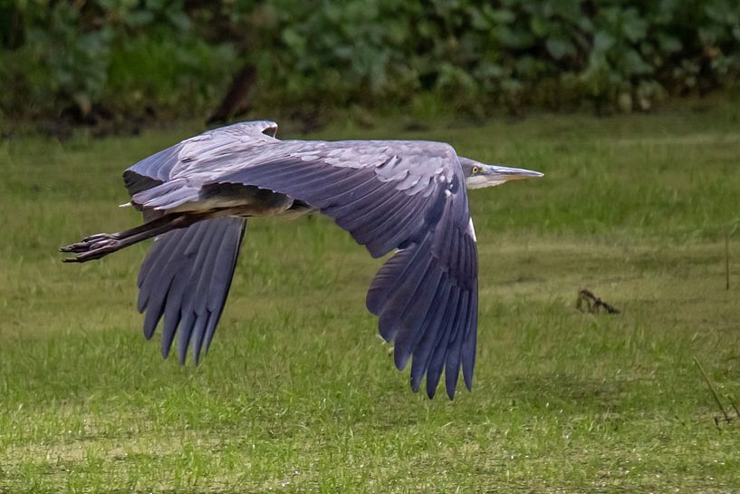 Grey heron by t.ART