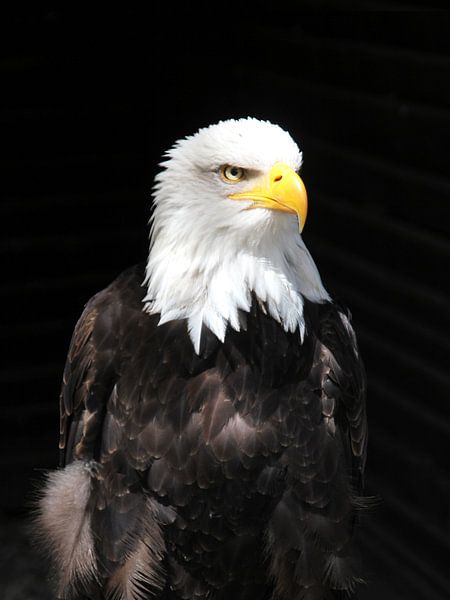 Weißkopfseeadler von Bianca Wisseloo