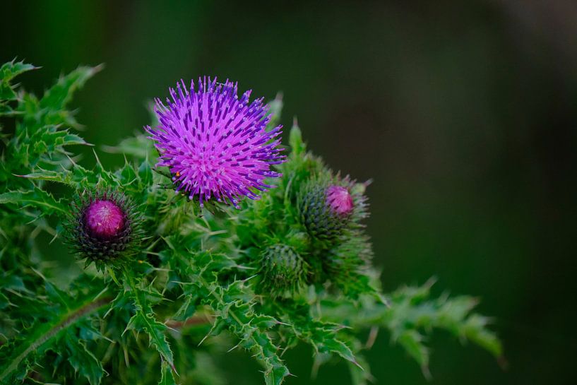 Close up van Distel-bloem van Bas Vogel