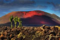 cactus in maanlandschap