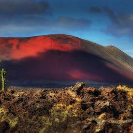 cactus in maanlandschap van Frank Kanters