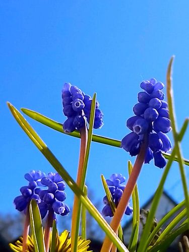 MUSCARI armeniacum