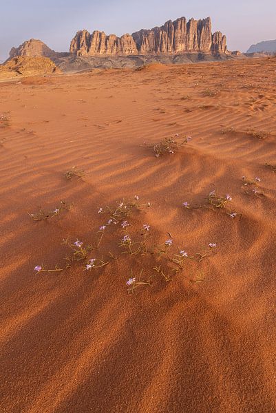 Früher Morgen in der Wüste Wadi Rum von Sander Groenendijk