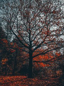 Herbst 34 von snippephotography