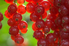 red berries by Ab Donker