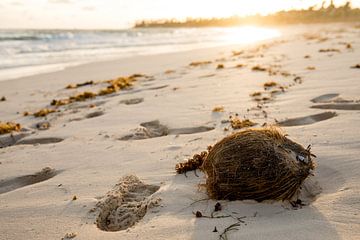Kokosnuss am Strand von Punta Cana bei Sonnenaufgang
