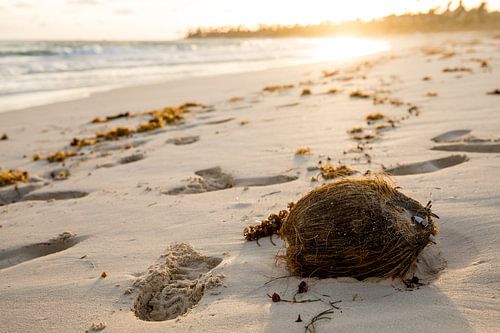 Kokosnoot op het strand van Punta Cana bij zonsopgang