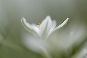 Weiße verträumte Blume.