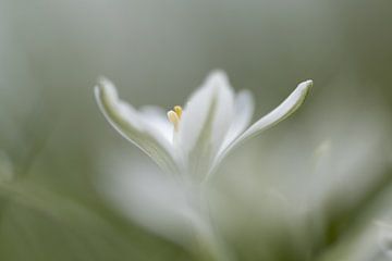 Witte dromerige bloem. van Janny Beimers