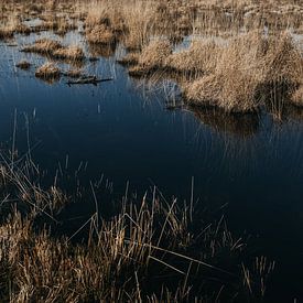 Kalmthoutse Heide | Tall grasses in clear blue water by Floor Bogaerts