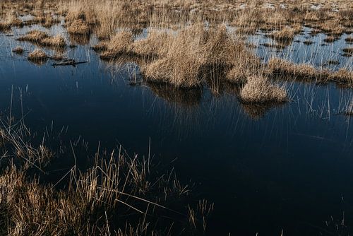 Kalmthoutse Heide | De hautes herbes dans une eau bleue claire