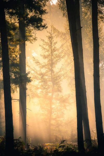 Forest photography &quot;compromise&quot; by Björn van den Berg