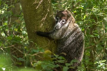 De witsnuitneusbeer in Monteverde. van Tim Link