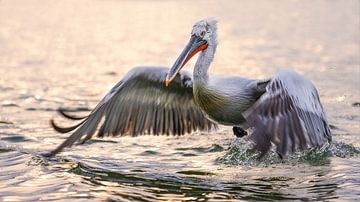 Take off van Ronny De Groote