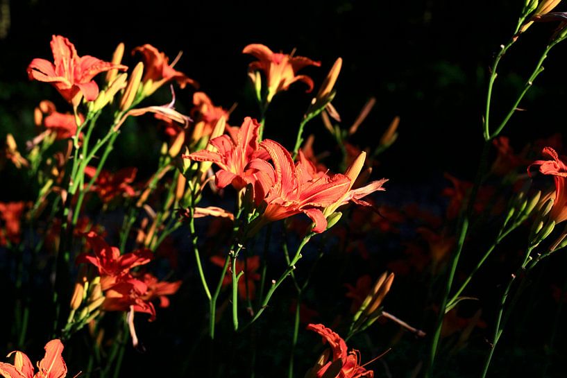 Lilien von Thomas Jäger