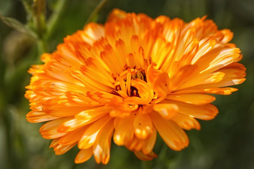 Goudsbloem van Rob Boon