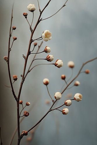 Budding Spring Blossoms
