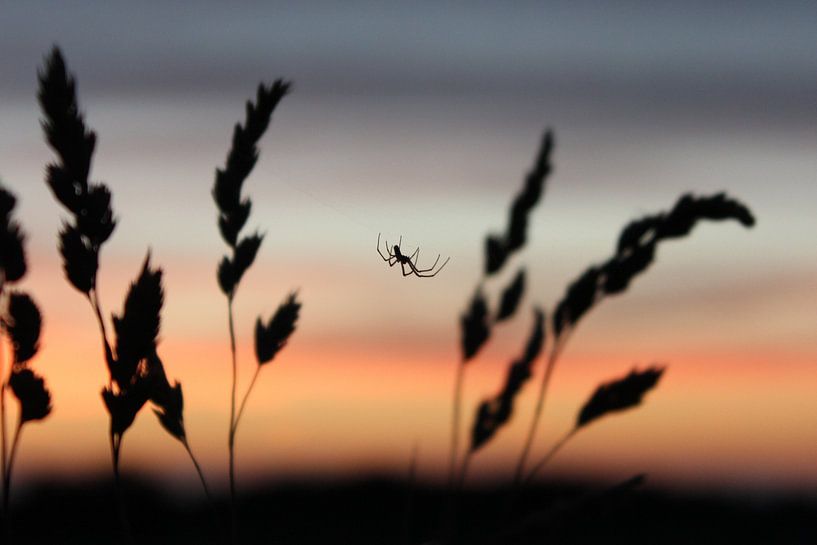 Spin op het gras in de avond von Marfa