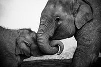 Playful elephants in black and white