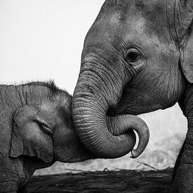 Des éléphants joueurs en noir et blanc sur Nick van der Blom