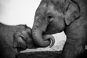 Des éléphants joueurs en noir et blanc sur Nick van der Blom
