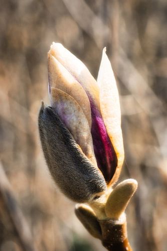 Magnolia in de knop