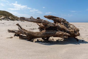 Warkhout am Nordseestrand von Terschelling