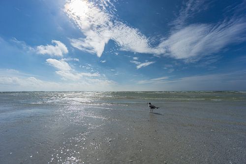 USA, Florida, Zeemeeuw vogel staand in het heldere water van honeymoon island beach