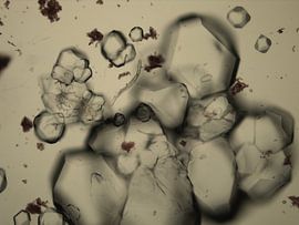 Crystals with lion by Gera Wijlens